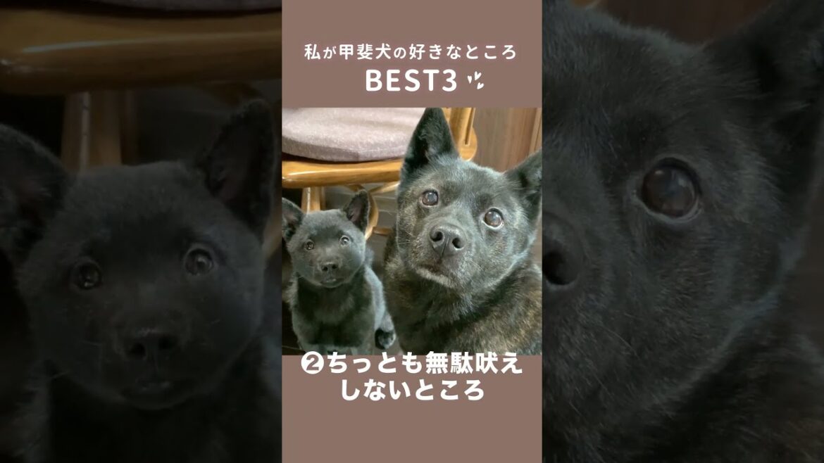 【甲斐犬】飼い主だけが知ってる甲斐犬の好きなところBEST3！！