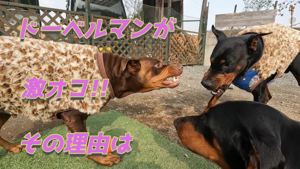 ドーベルマンが激オコ！！　その理由とは？