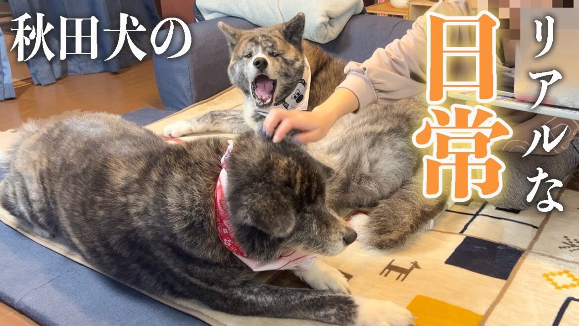 室内で暮らす秋田犬の超まったりな過ごし方【虎毛】【大型犬】【akita dog】