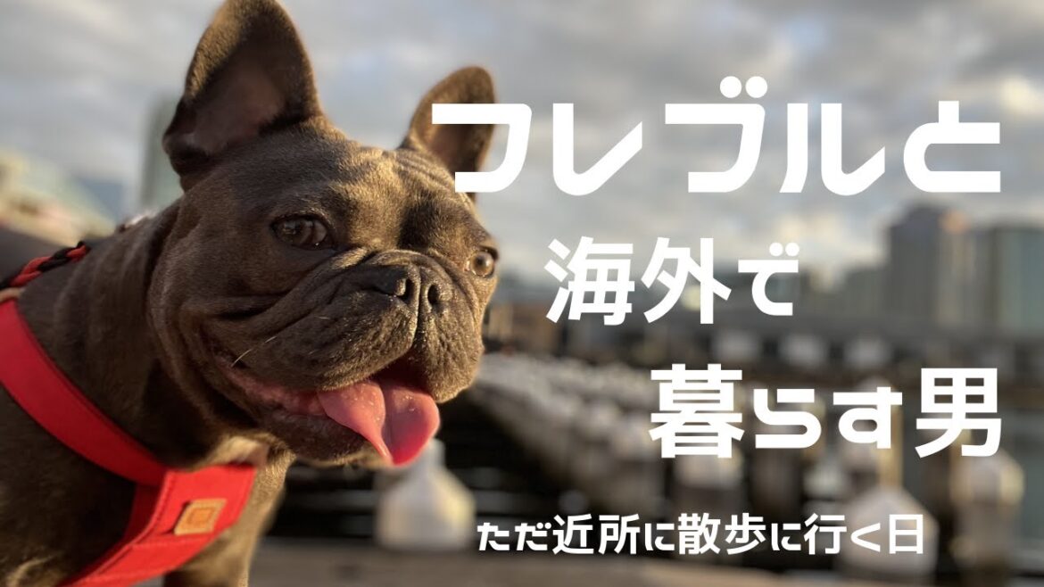 フレンチブルドッグと海外生活する男のとある1日【Vlog】