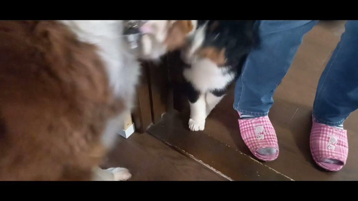 オーストラリアンシェパード仔犬を迎えにブリーダー宅へ迎えに行ってきた