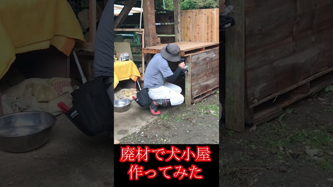 紀州犬のために犬小屋作ったらお手してくれた。 #Shorts