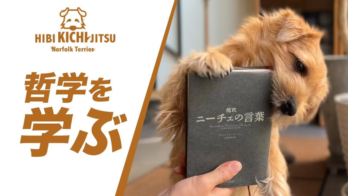 ニーチェから哲学を学ぶ愛犬キチ【ノーフォークテリア  犬 dog  】