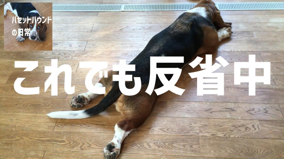 犯人はキミです　ゆるだるバセットハウンドクッション崩壊（飼い主泣）