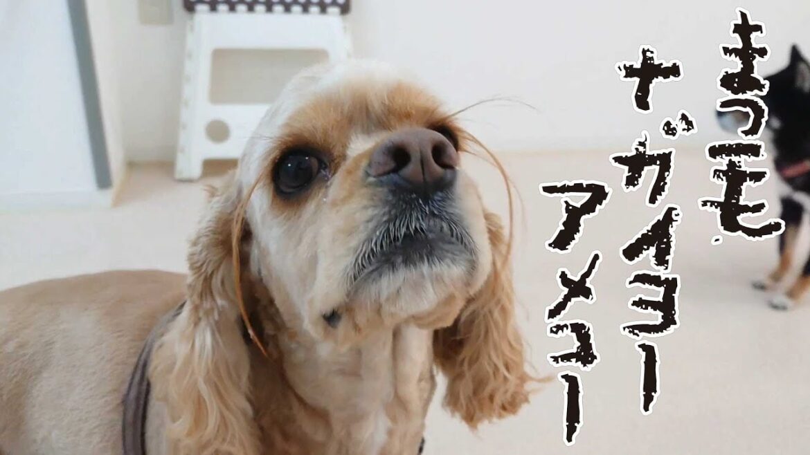 まつ毛ナガイヨーアメコー　🐶ひみつきちなう！②🐶 アメリカンコッカースパニエル 2022年11月15日