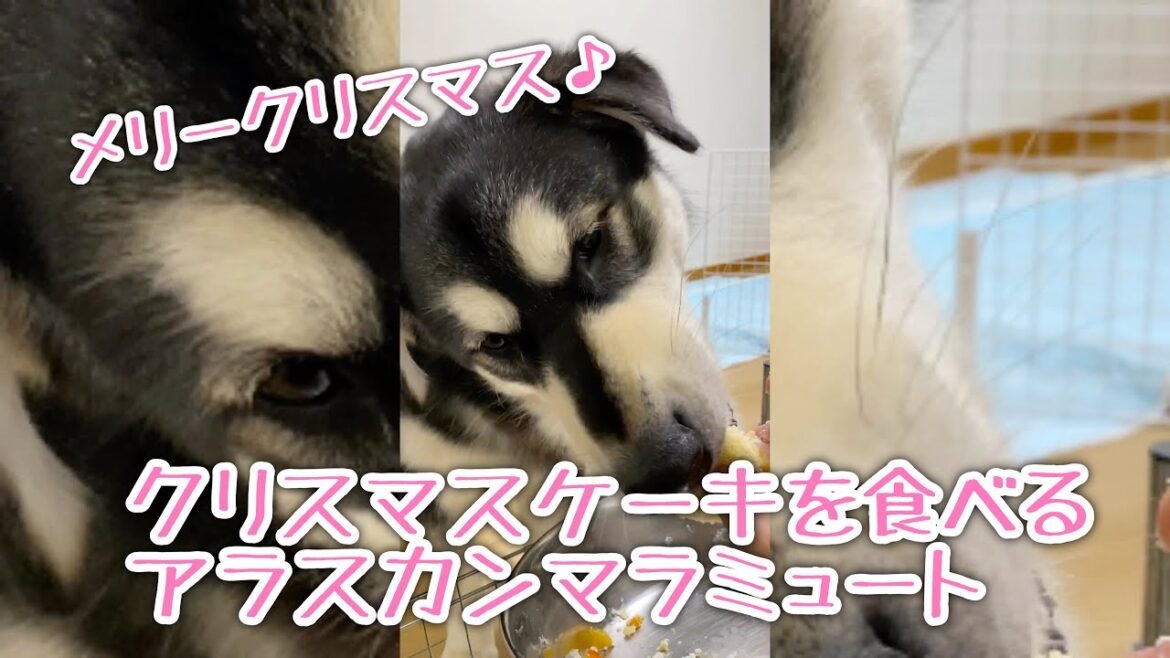犬用 Xmasケーキを食べるアラスカンマラミュート【桜空】