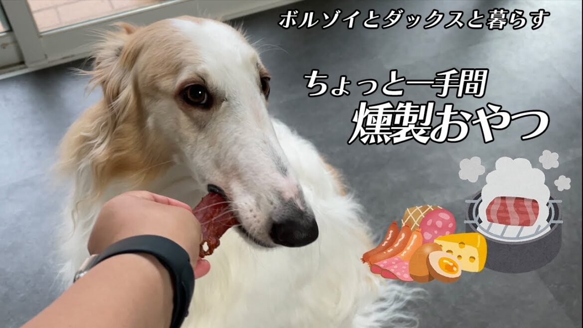 【燻製おやつ】美味しさのあまり走り回るボルゾイ。笑