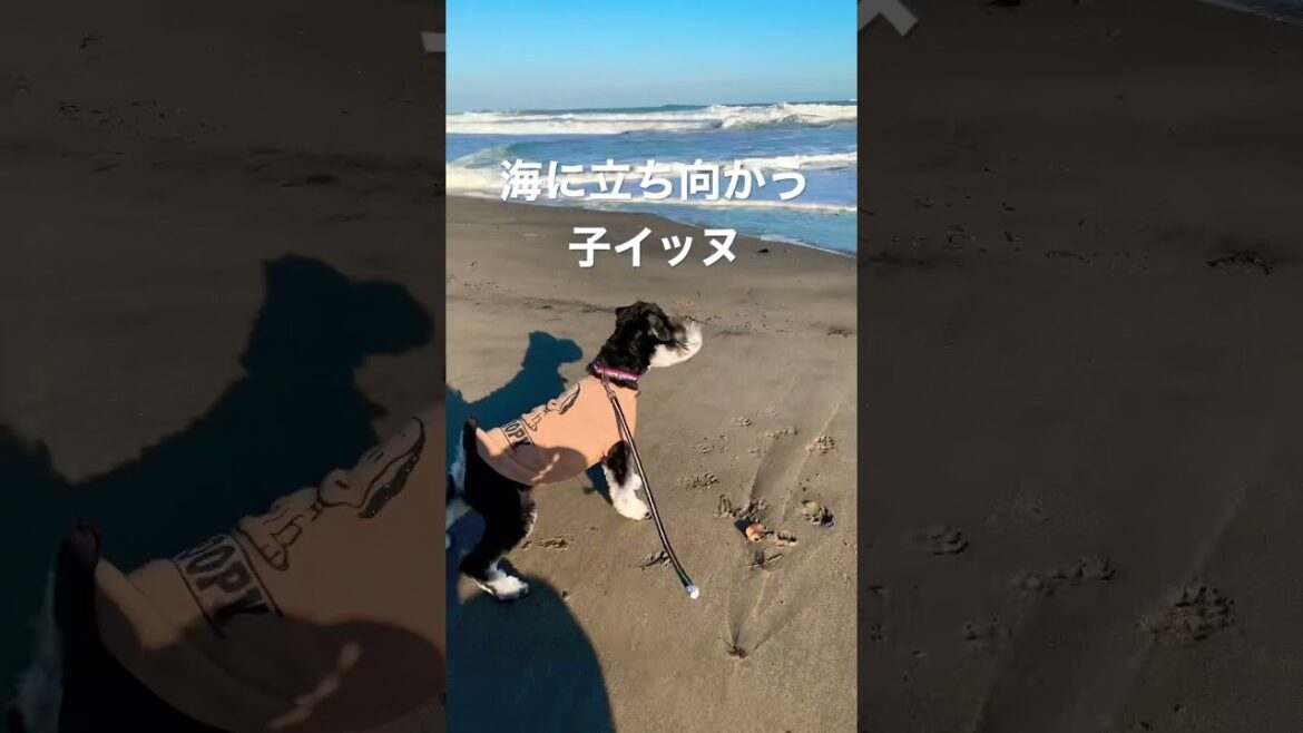 海vs子犬シュナウザーまろ【ミニチュアシュナウザー子犬】