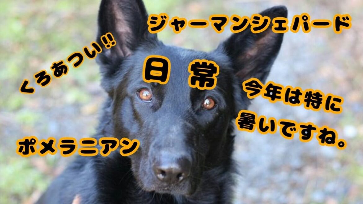 【ジャーマン･シェパード･ドッグ】日常 06【ポメラニアン】