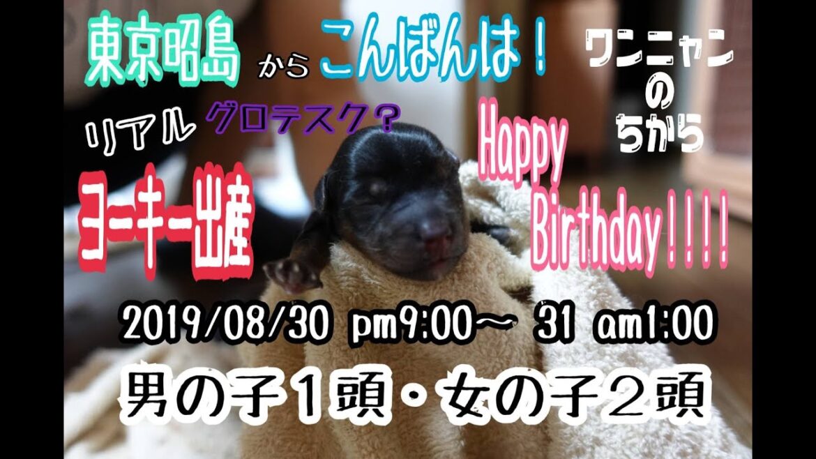 【出産】ヨークシャーテリア産まれる！！！ヨーキー飼うなら見とこ！！