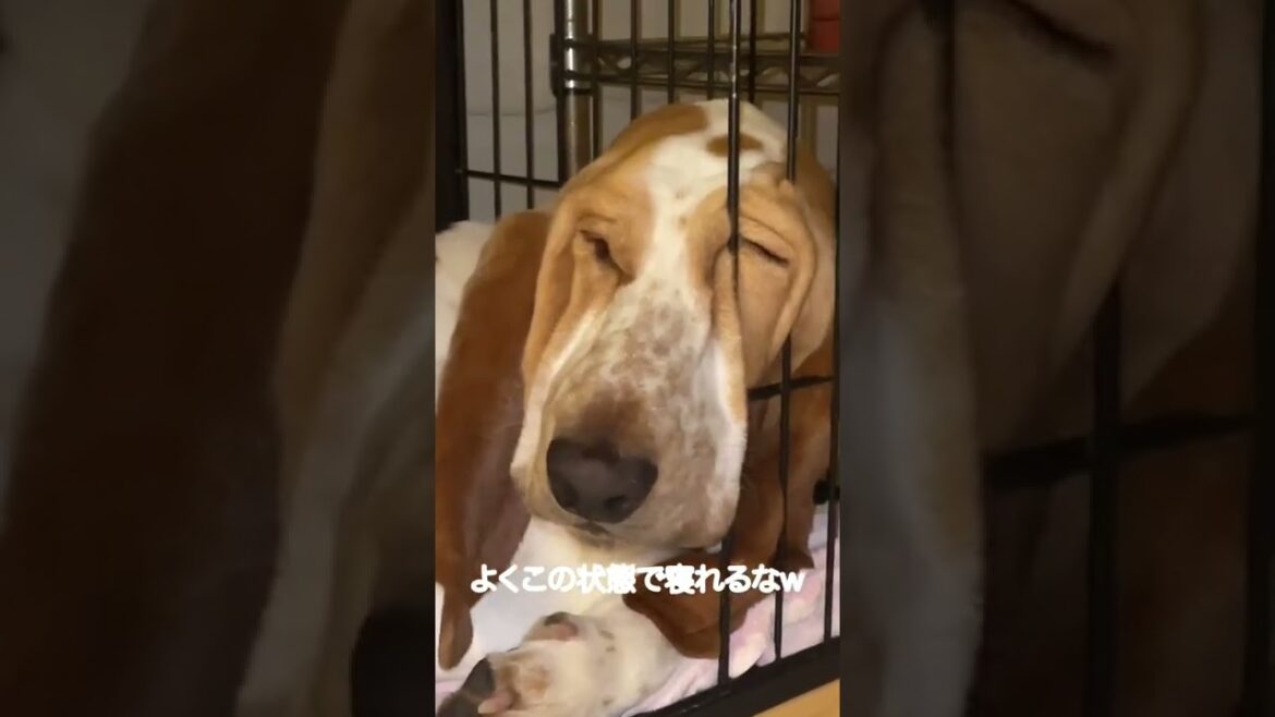 寝る時のポーズの癖が激しいバセットハウンド　#shorts #bassethound #バセットハウンド