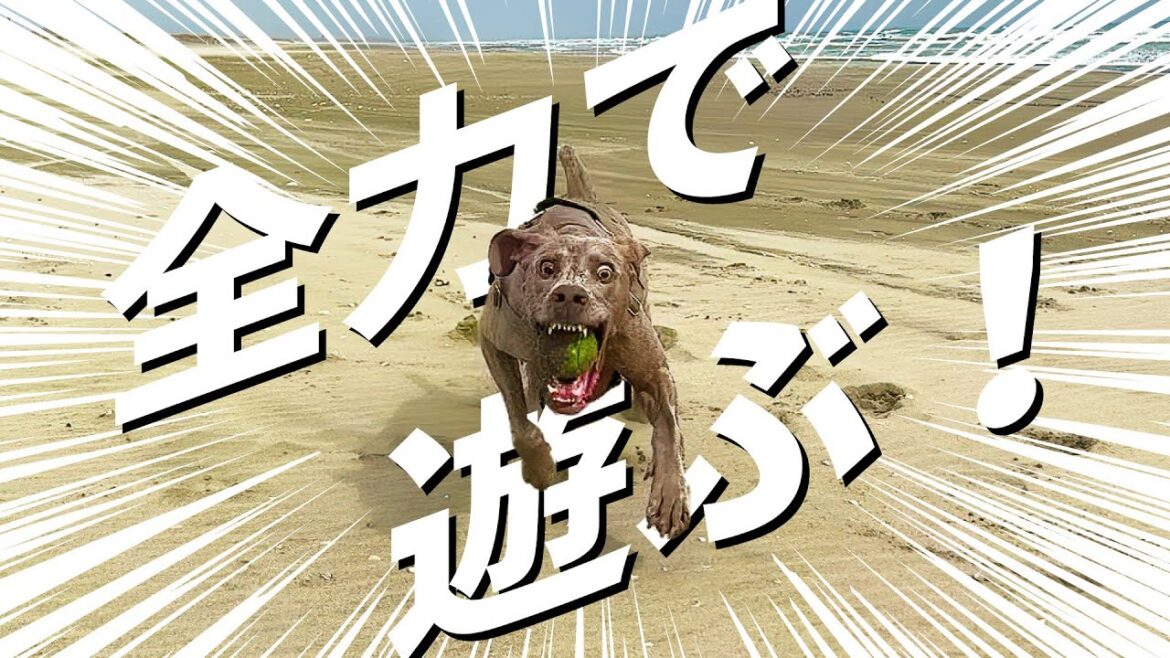 ワイマラナー兄弟が大親友と海へ行ってきた！