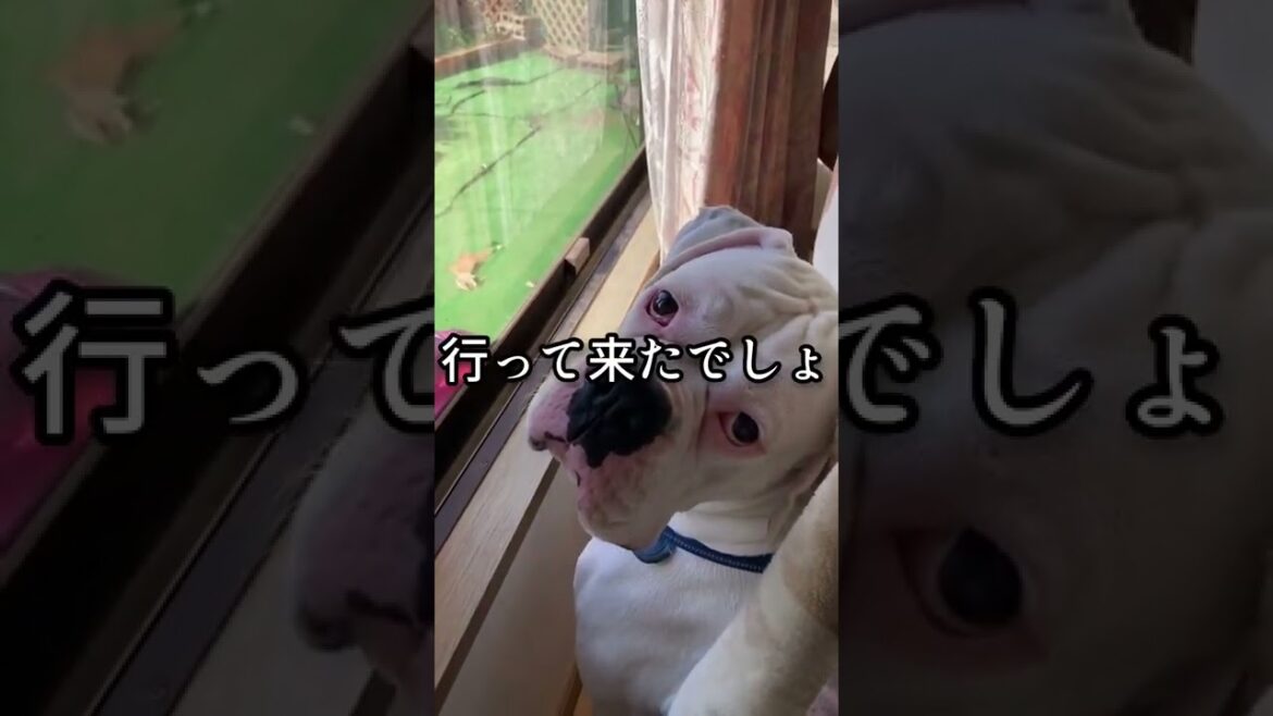 寂しくて泣きそう🥺ボクサー犬