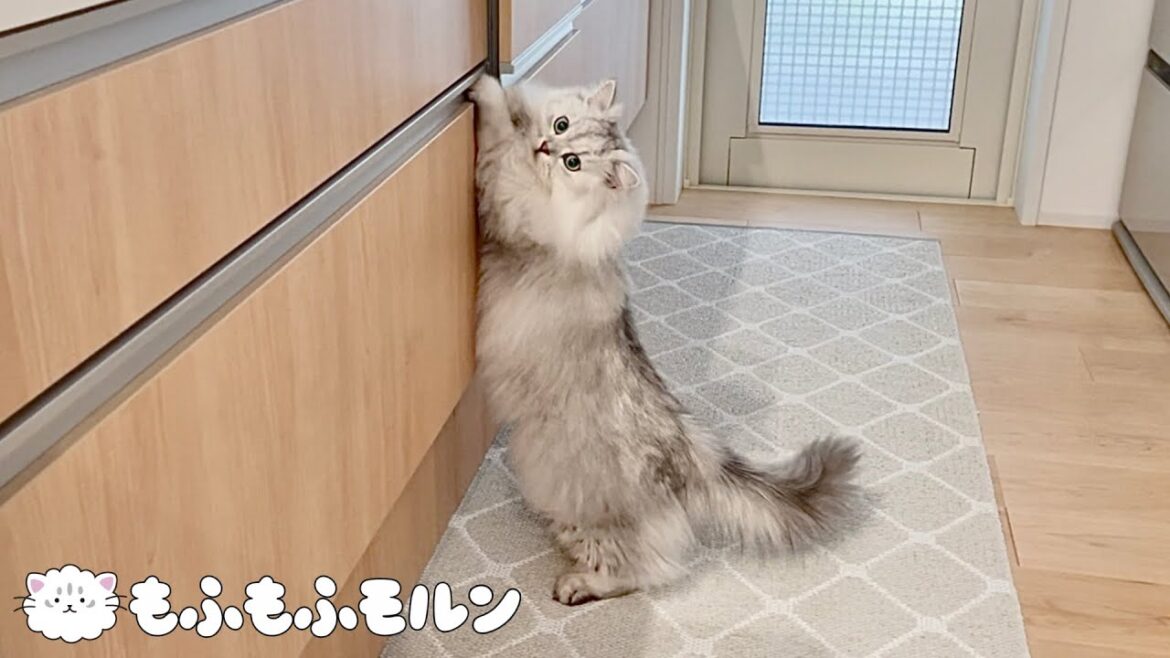 もふもふ猫のいけない爪研ぎ特集 【サイベリアン】