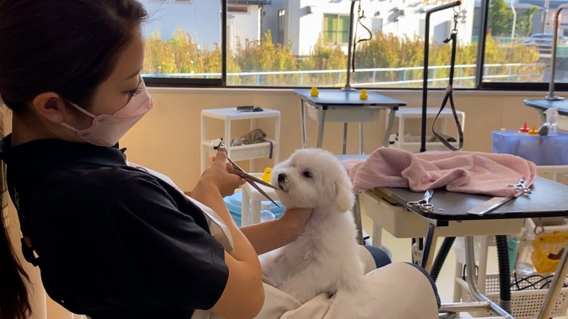 生まれて初めてのトリミング✂少し苦手です🥺💦(bichon frize/ビションフリーゼ)