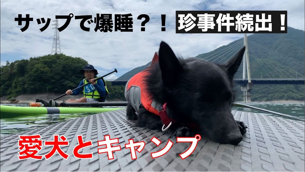《犬キャンプ》珍事件が続出した👽スキッパーキのマーフ 《犬キャンプ》珍事件が続出した👽スキッパーキのマーフ