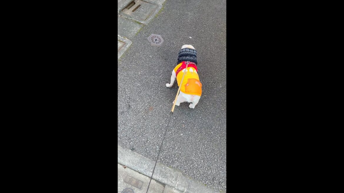 今日は白線どころじゃないんだ!!! #shorts 【フレンチブルドッグ frenchbulldog】