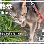 [209話] (アビシニアン) 毎日の猫散歩 Cat walking