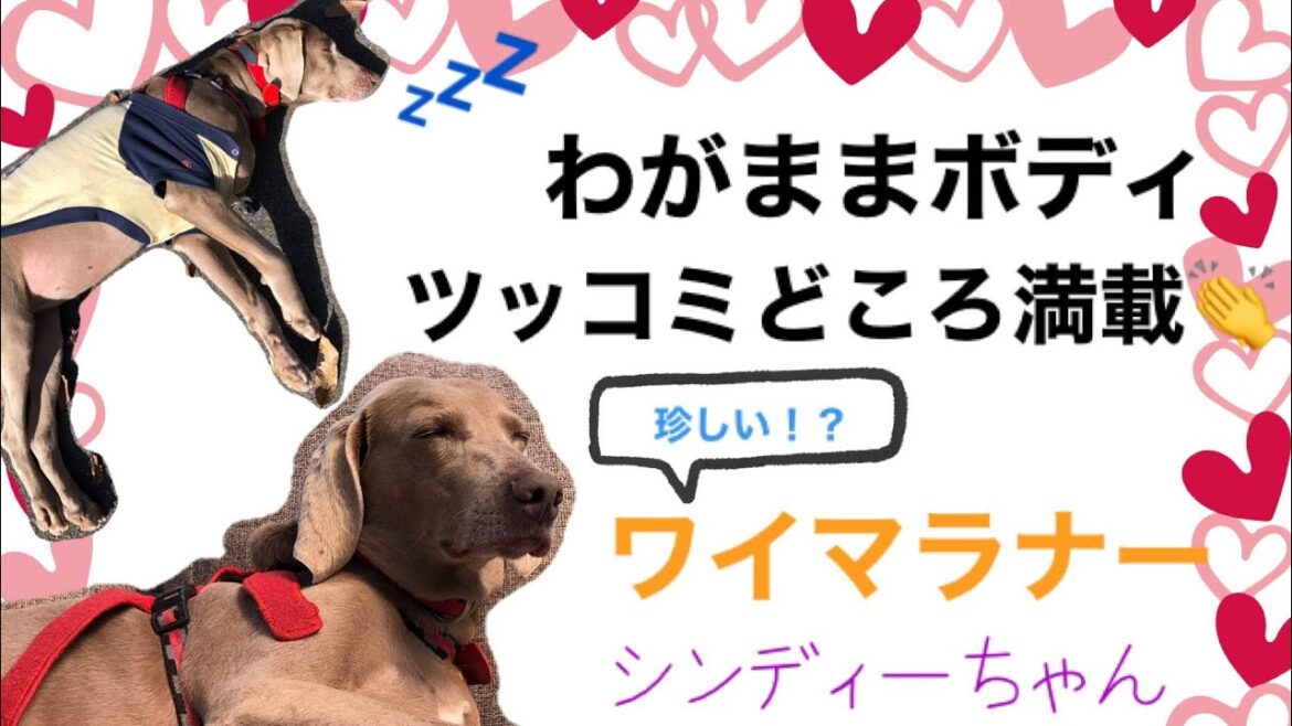【保護犬紹介】シンディー（ワイマラナー11歳）紹介します