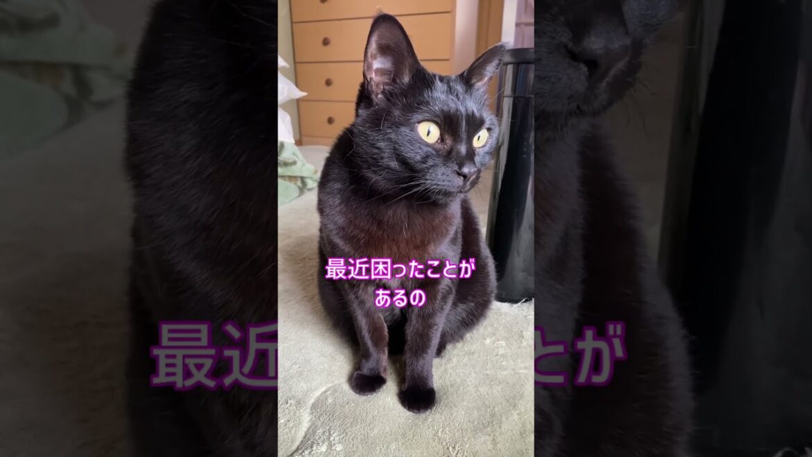 #Shorts 黒猫の悩み №408 cat videos #Shorts 黒猫の悩み №408 cat videos