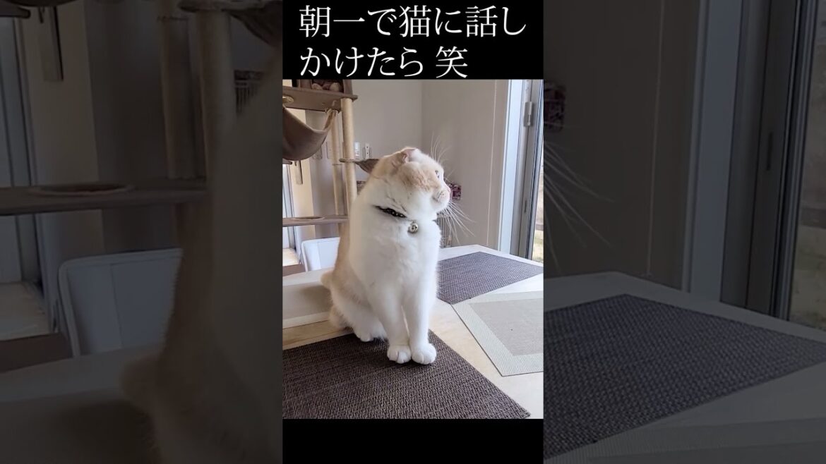 朝一で猫に話しかけたら可愛すぎた 笑#shorts