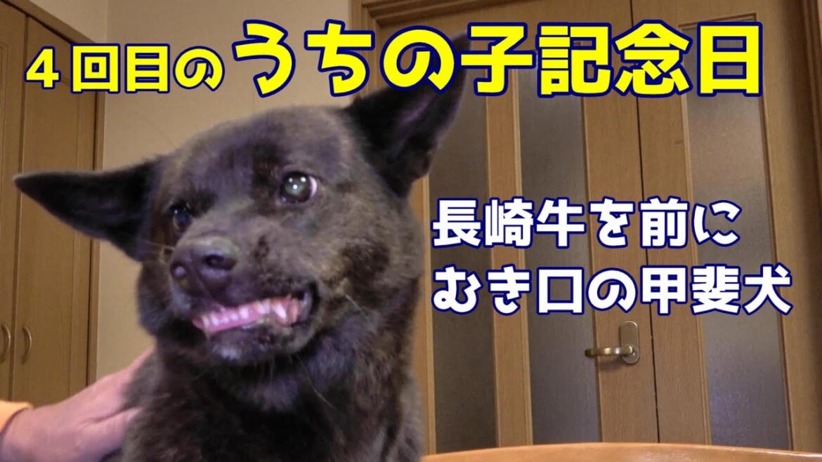 記念日４周年！新しい伸縮リードをプレゼント！・・絶品の肉を前にむき口した甲斐犬