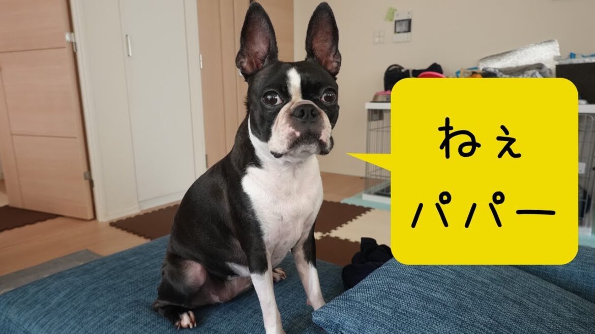 ボストンテリアの気分屋感と要求吠え ボストンテリアの気分屋感と要求吠え