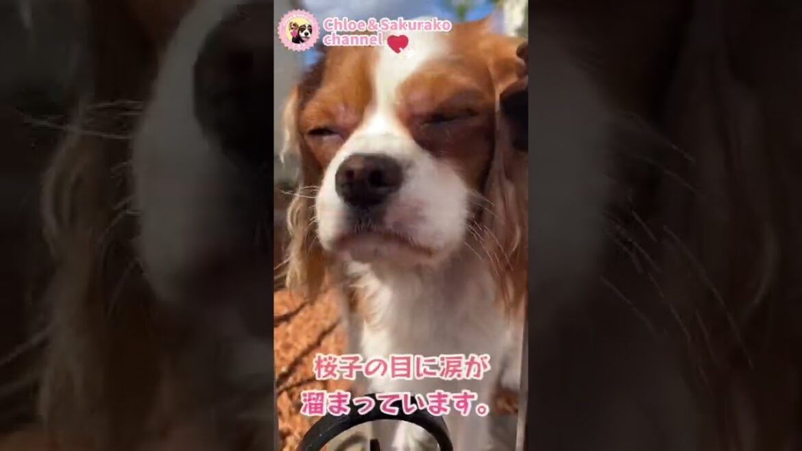 パパに置いて行かれて泣くキャバリア犬も感情高ぶると“涙流す”麻布大学が発表