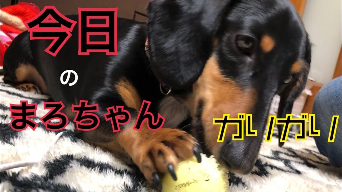 ミニチュアダックス フンドスムース　ゴルフボールをガリガリしちゃう