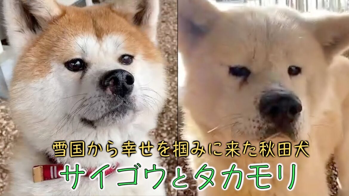 雪国から幸せを掴みに来た秋田犬 サイゴウとタカモリ 雪国から幸せを掴みに来た秋田犬 サイゴウとタカモリ
