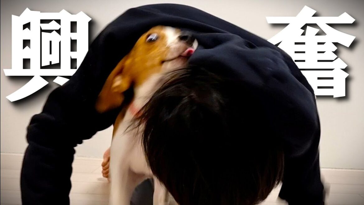 【ビーグル】2時間ぶりの再会に大興奮してくれる犬