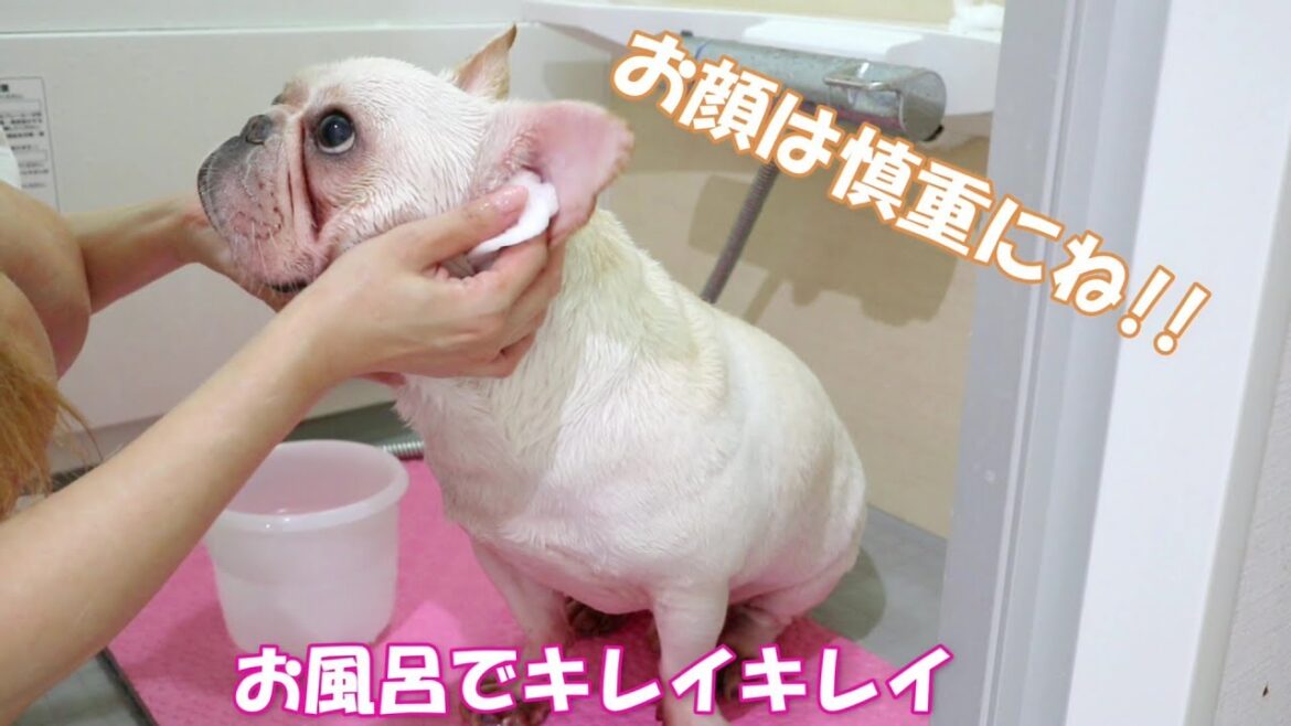 ポルコのシャンプー♪しわもお耳もキレイキレイ【フレンチブルドッグ】