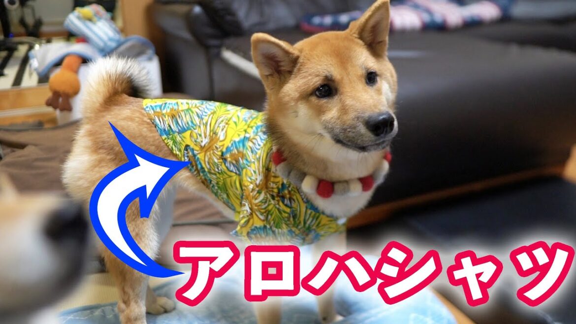 柴犬子犬がアロハシャツを着用するとメチャクチャ可愛かった件 柴犬子犬がアロハシャツを着用するとメチャクチャ可愛かった件