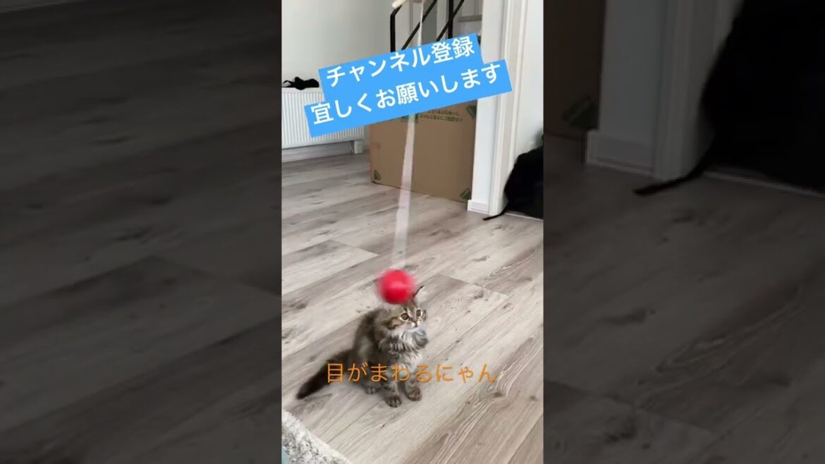 【子猫】けん玉と猫。興味ありすぎて目が…！？　#shorts #サイベリアン
