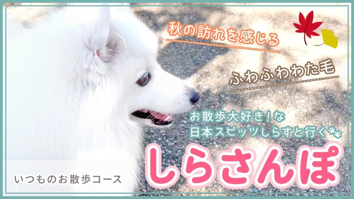 【日本スピッツのしらすと行く！】しらさんぽ【いつものお散歩コース】