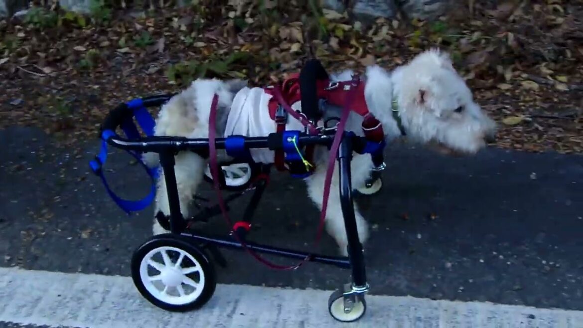 ワイヤーフォックステリア　ハチコちゃん　adoworks.com