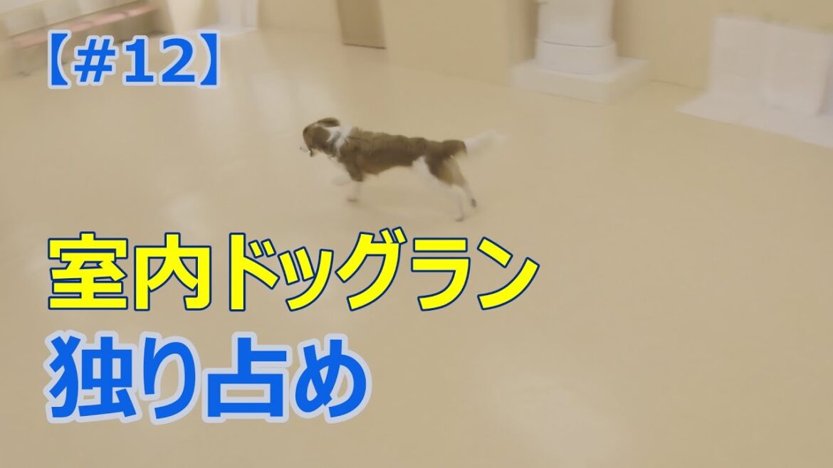 【#12】ドッグラン独り占めで我が物顔のコーイケルホンディエ/ Enjoy Indoor Dog Run