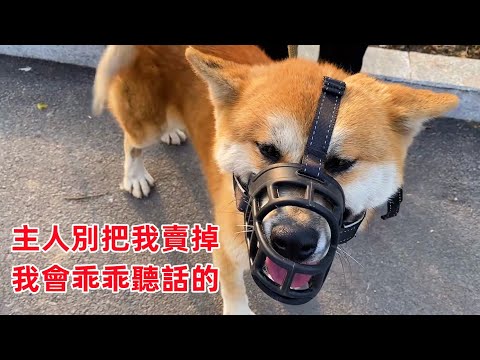 柴犬因護主無意傷人,主人卻要將它賣到狗肉館,臨走時抱著主人不願離開 柴犬因護主無意傷人,主人卻要將它賣到狗肉館,臨走時抱著主人不願離開