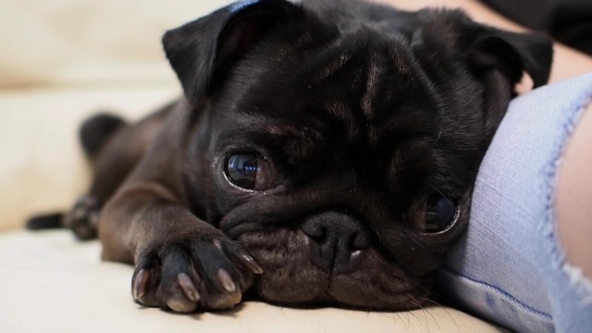 【閲覧注意】我が家の黒パグがパグ脳炎の可能性が高いと診断されました。My dog ​​was diagnosed with possible encephalitis.