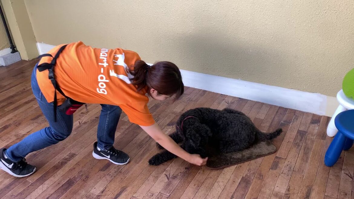 ケリーブルーテリアの”マーフィーくん”と”マット”の練習! ケリーブルーテリアの”マーフィーくん”と”マット”の練習!