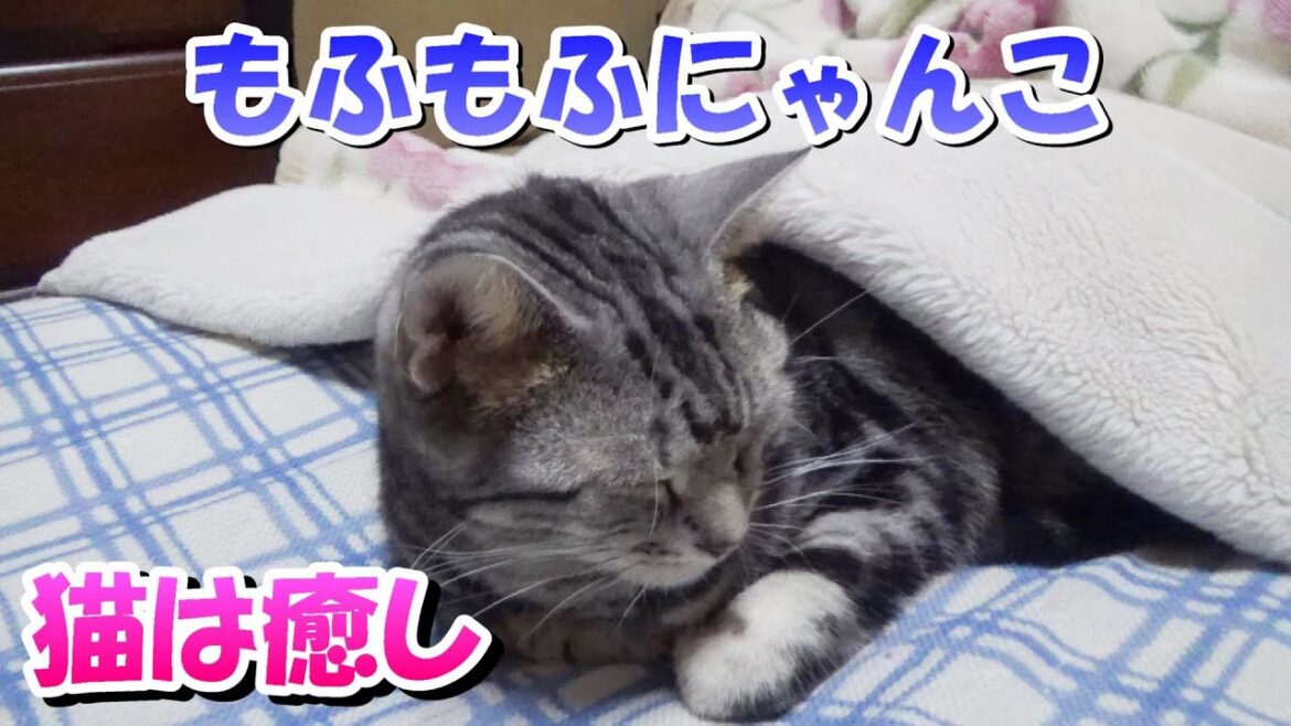 冬のもふもふにゃんこ!猫は癒し(アメリカンショートヘア) 冬のもふもふにゃんこ!猫は癒し(アメリカンショートヘア)