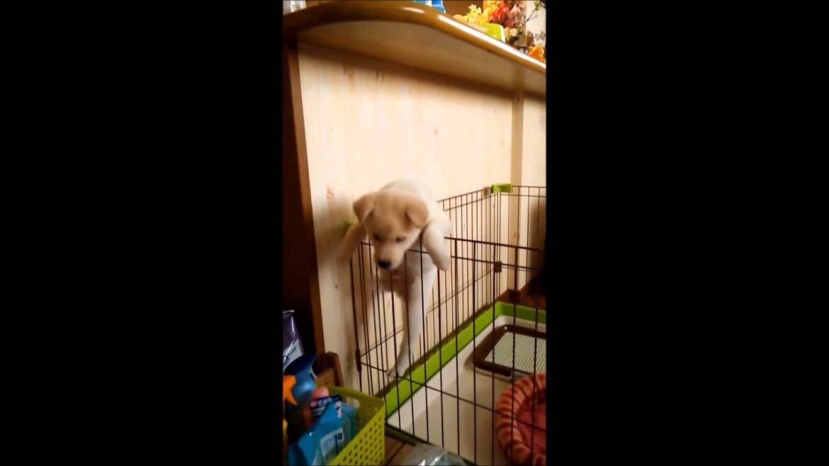 【癒しの動画:紀州犬子犬脱走・・】Puppy to persevere何度ジャンプしても足が届かずゲージから脱走できない頑張るペットの姿が可愛いい。諦める姿もまた泣ける。チップ（オス：紀州犬雑種）