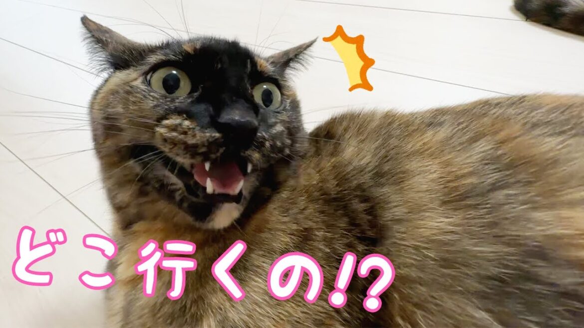 パパがどこに行っても走って追いかけるサビ猫が可愛すぎる…! パパがどこに行っても走って追いかけるサビ猫が可愛すぎる…!