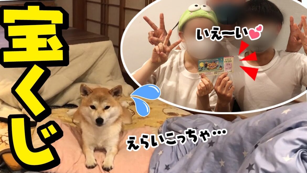 柴犬と一緒に宝くじを開封した結果…