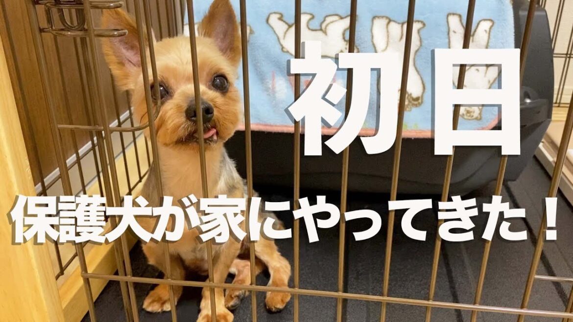 目がまんまるの保護犬ヨーキー、マルコ君が家に来た日【Day1】#保護犬の初日　#里親募集