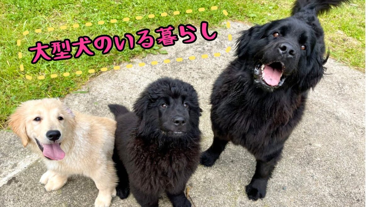 【超大型犬】ニューファンドランド、ゴールデンレトリーバー、バセットハウンド多頭飼いの暮らし【子犬】 【超大型犬】ニューファンドランド、ゴールデンレトリーバー、バセットハウンド多頭飼いの暮らし【子犬】
