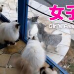 ４匹のバーマン猫たちと外猫ちゃん【女子会】Girl's Association（バーマン猫）Birman/Cat