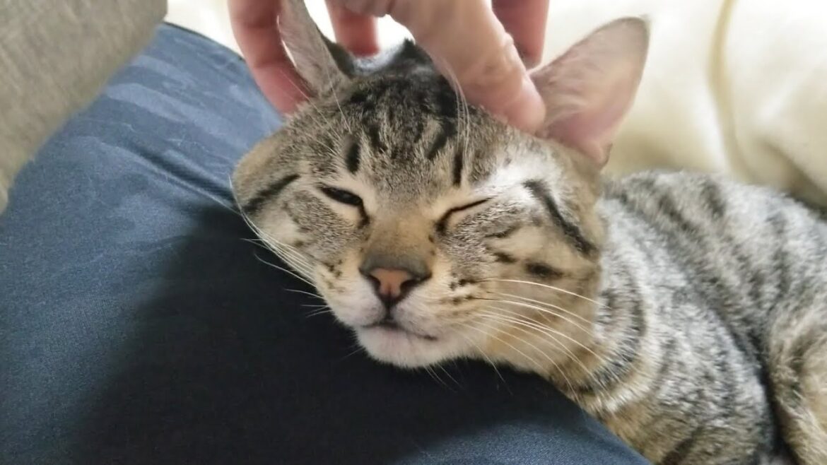 猫が頭皮マッサージのあまりの気持ち良さに顔が変形しちゃいました。 猫が頭皮マッサージのあまりの気持ち良さに顔が変形しちゃいました。