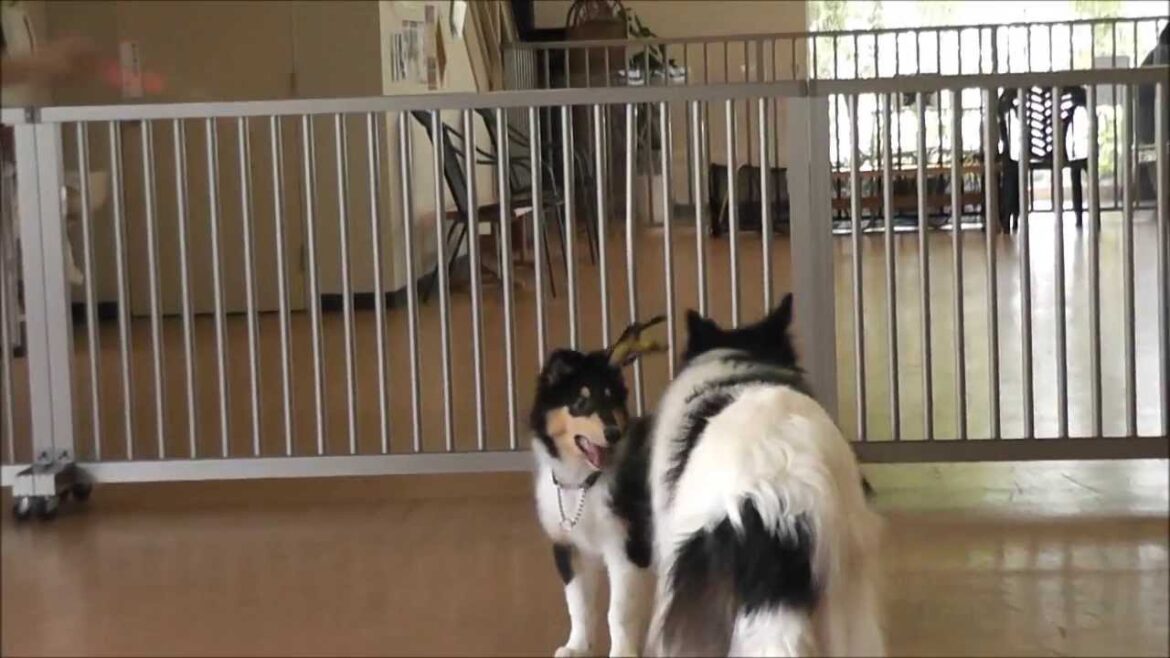 ラフコリー：おーちゃんのドッグランデビュ～～♪