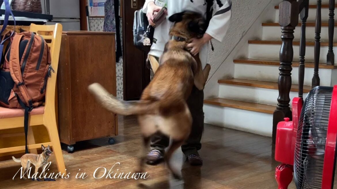 2年振りの再会でも覚えているマリノア。疲れを忘れ大興奮で走る! 2年振りの再会でも覚えているマリノア。疲れを忘れ大興奮で走る!